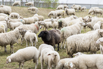 Black Sheep Centre