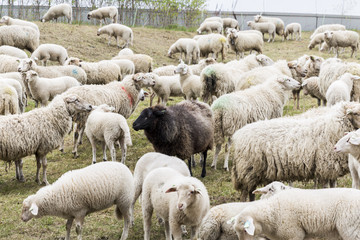 Fototapeta premium Black Sheep Centre