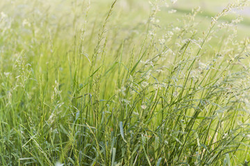 Obraz na płótnie Canvas Green Grass Blowing