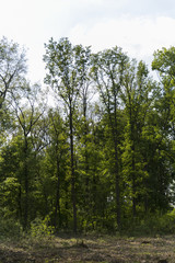 Obraz premium Clearing In Forest