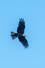 Soaring in the blue sky Hawk Buzzard (buteo buteo). Hawk looking for prey.