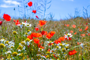 field of poppy flowers and canola