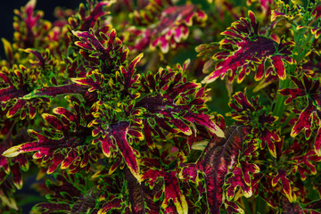 colorful magenta and green leaves close up background