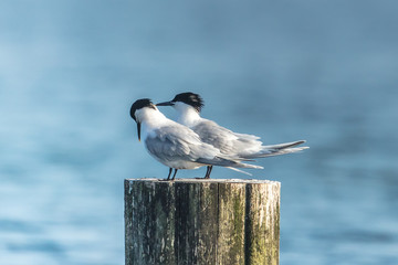 pärchen © Klaus Haase 