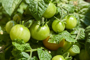 Mehrere grüne Tomaten reifen am Strauch