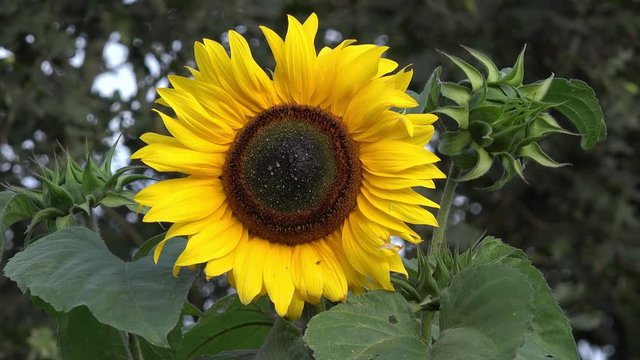 Sunflower in the nature