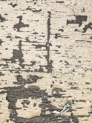 Great for textures and backgrounds. perfect background with space for your projects text or image