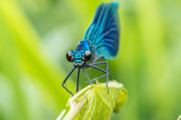 libelle