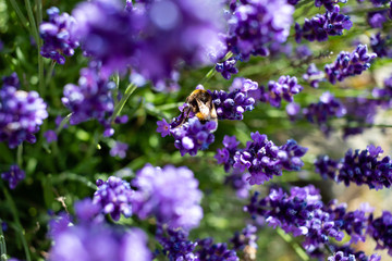 honey bee in a field of lavender