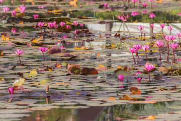 pink lotus flower in the pond nature