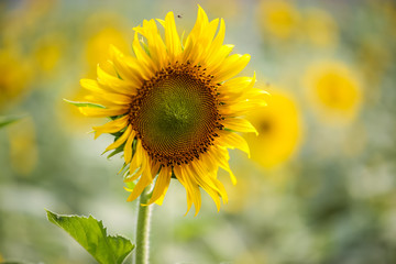 Fototapeta premium Fresh bright yellow sunflowers in nature