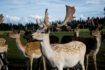 Naklejka premium Deers and roe deers walking through a park on a sunny summer day.