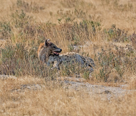 Spotted Hyena