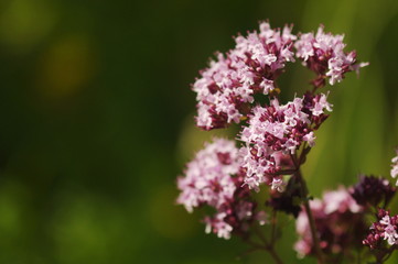 Wild Marjoram © Vladimir