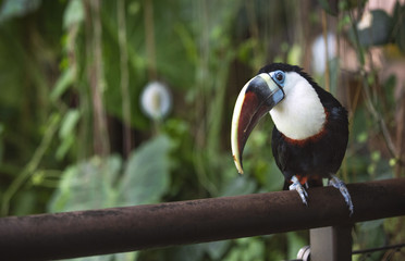 curious toucan bird at a zoo 