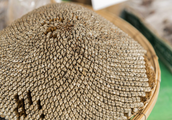 Close up of ripe sunflowers seed on the garden.