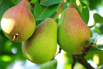 William Bon Chretian pears ripening on the tree.