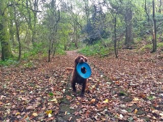 Cute brown chocolate working cocker spaniel with fribee in a forest wood in autumn