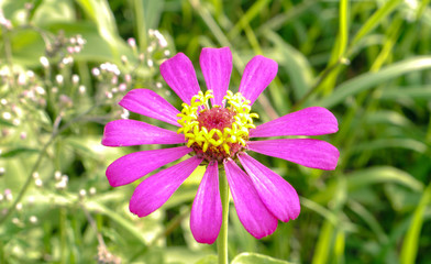 Obraz premium Cosmos flower.