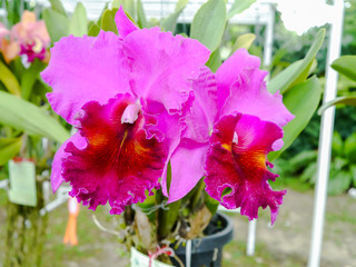 Colorful orchid.