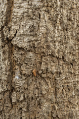 Wood Bark textures background.