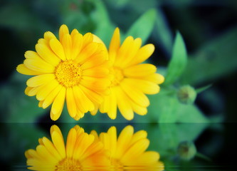 two yellow flowers of calendula reflected in the water