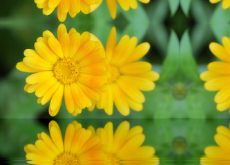 yellow flowers of calendula reflected in the water