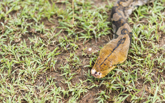 Close up of Reticulated python on nature. Python reticulatus.Python molurus is a large nonvenomous python species found in many tropic and subtropic areas of India and Southeast Asia.