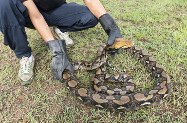 Rescuers with gloves catch python on the nature ,Python reticulatus.Python molurus is a large...
