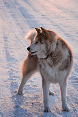 Siberian husky going for a walk on early winter morning. 