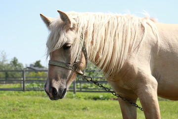 Nice horse in summer field in Russia