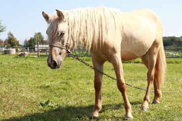 Nice horse in summer field in Russia