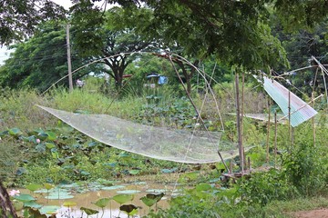 Dip net,  be equipment for fishing of Thai people,  use it at the river and the canal.