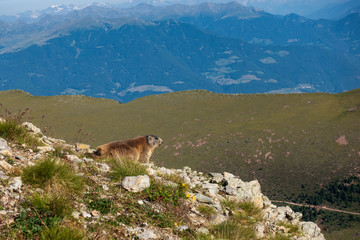 Marmot in the Dolomites.