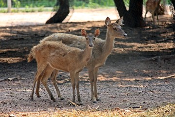 Animals,  they are in PC Cowboy Town,  at NONG BUA LAM PHU province THAILAND.