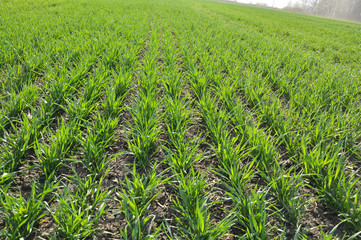 Obraz premium Spring crops of winter wheat