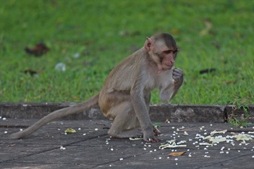 Animal,  a monkey sits on ground,  waits the food from people who see it,  it lives in KUM PHA WA PI park,  at UDONTHANI province THAILAND.