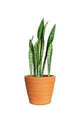 sansevieria or snake plant in pot isolated on white background