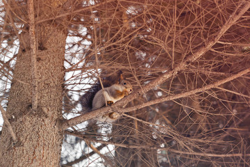 Squirrel on the tree in the park