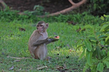 Animal,  a monkey sits on ground,  waits the food from people who see it,  it lives in KUM PHA WA PI park,  at UDONTHANI province THAILAND.