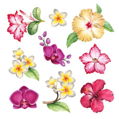 Watercolor tropical flowers set