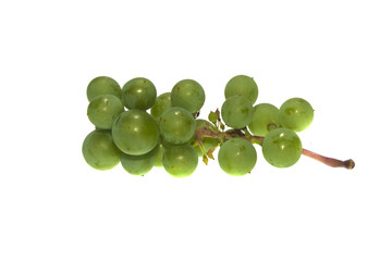green leaves isolated on white background