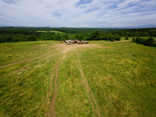 Obraz premium 馬の空撮