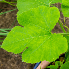 Closeup oF Green Leaf