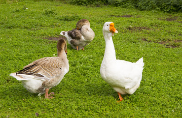 Naklejka na ściany i meble Farming, agriculture concept. Geese eating grass on the farm. Green grass background.