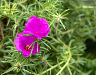 Obraz premium Portulaca plant