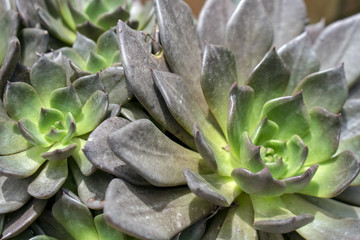 Garden Plants - Succulent