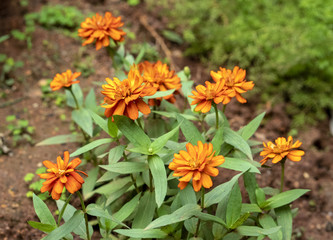Zinnia elegans, known as youth-and-age, common zinnia or elegant zinnia