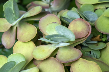 Succulent Garden Plant