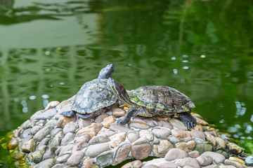 Obraz premium Turtles on the rocks